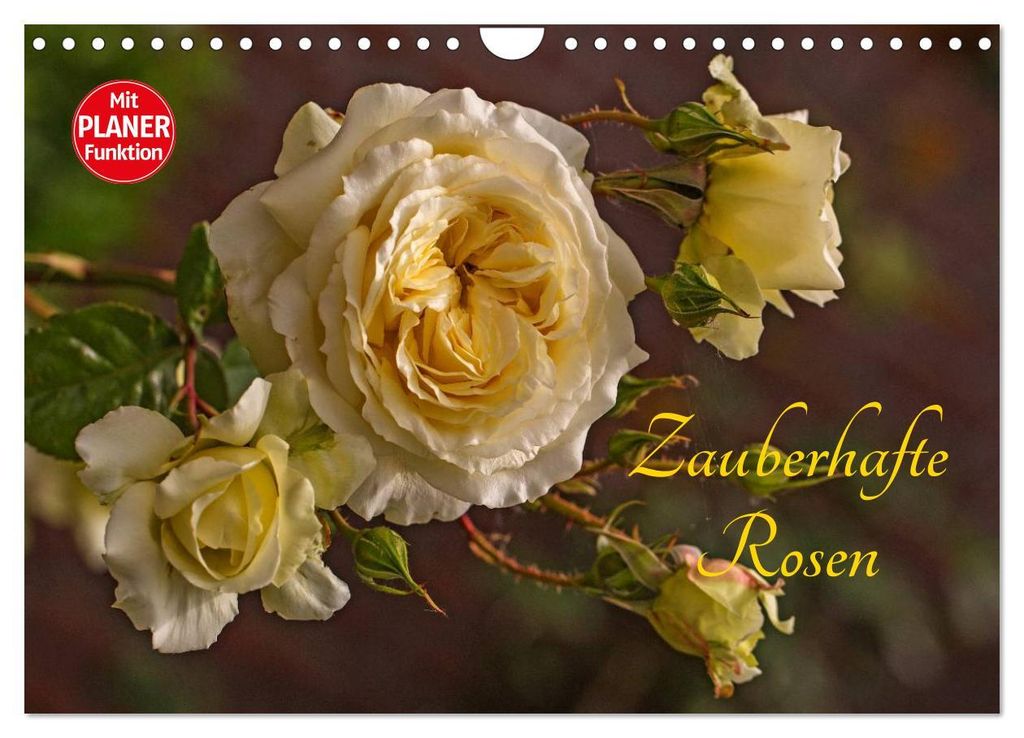 Zauberhafte Rosen (Wandkalender 2027 DIN A4 quer), CALVENDO Monatskalender