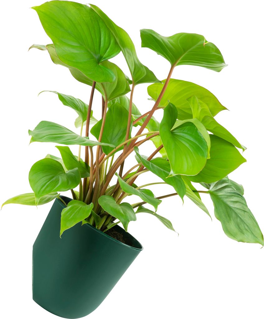 QUVIO Blumentöpfe zur Wandmontage - Blumentöpfe für den Innenbereich - Blumentöpfe für den Außenbereich - Blumentöpfe für den Innenbereich ...