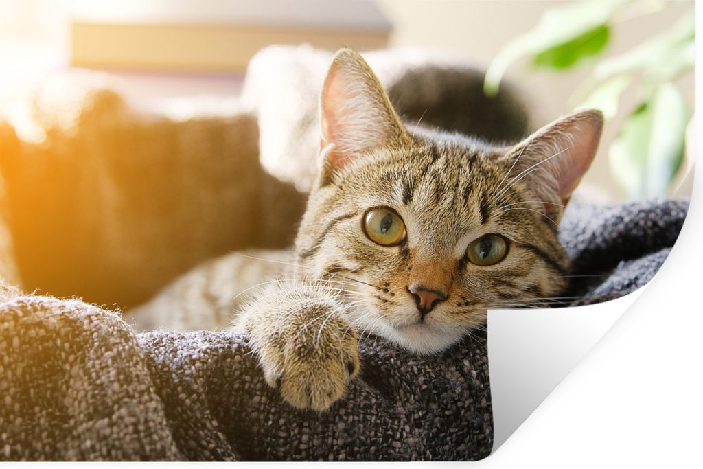 MuchoWow - Aufkleber