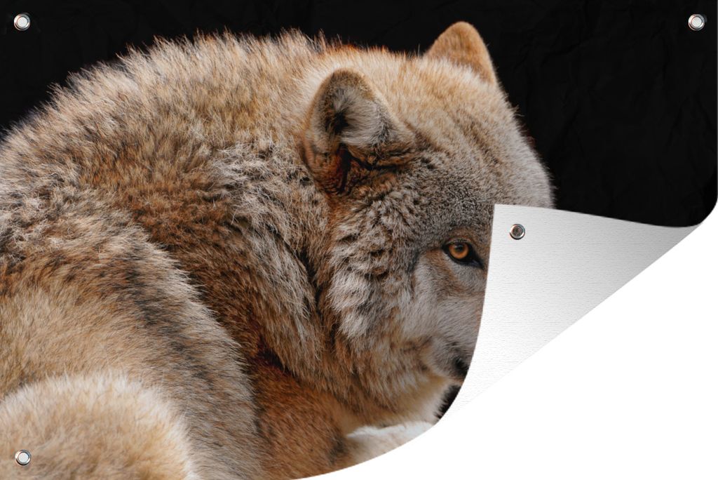 MuchoWow 120x80 cm Outdoor-Poster Gartendeko Sichtschutz Garten Poster für den Garten Brauner Wolf