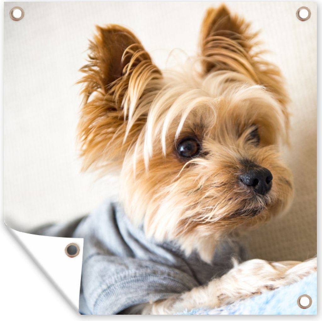 MuchoWow 100x100 cm Outdoor-Poster Gartendeko Sichtschutz Garten Poster für den Garten Yorkshire Terrier mit einem Pullover