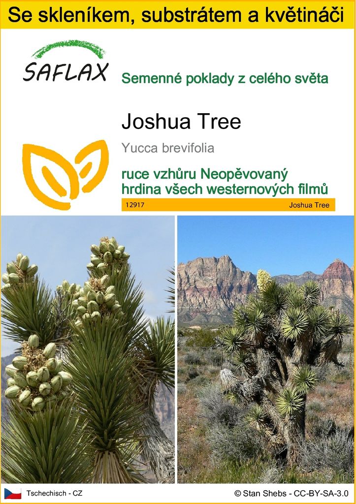 SAFLAX Kultivační sada - Joshua Tree - Yucca brevifolia - Obrázek produktu 