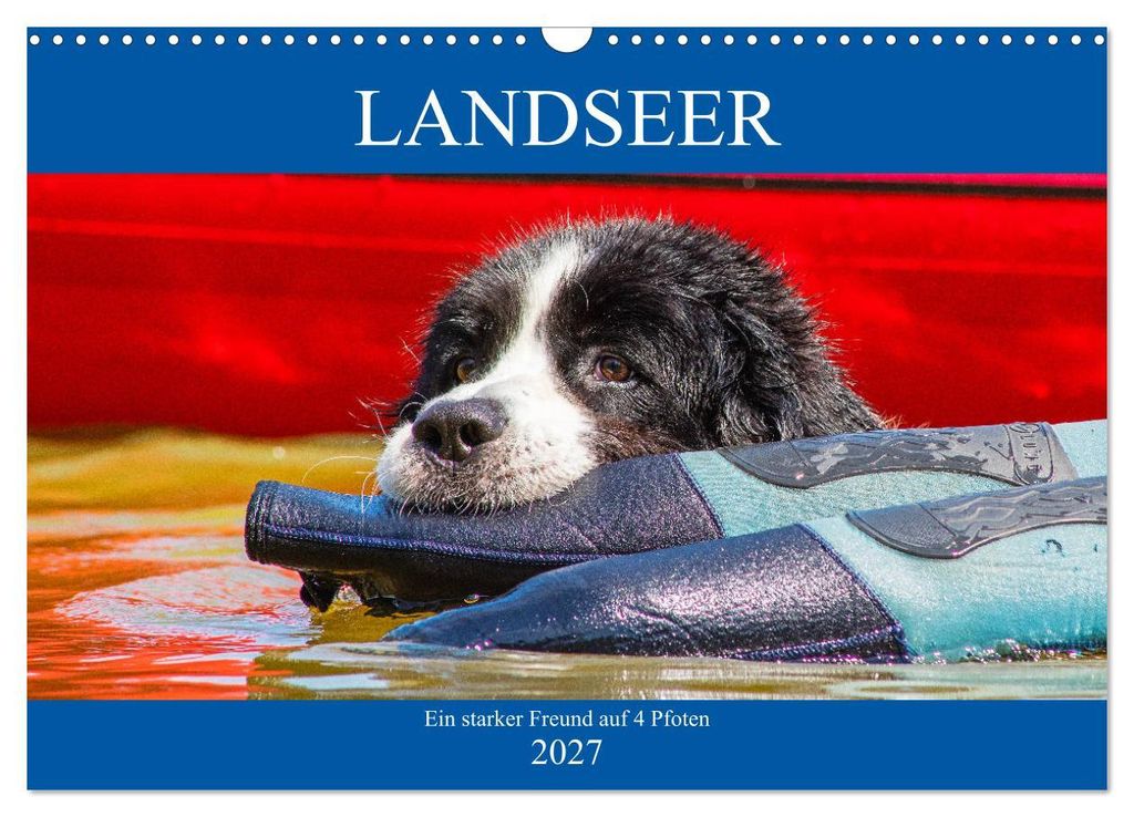 Landseer - Ein starker Freund auf 4 Pfoten (Wandkalender 2027 DIN A3 quer), CALVENDO Monatskalender