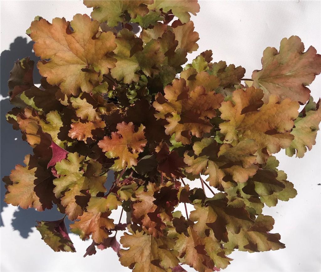Heuchera "Amberous" - Purpurglöckchen Baby Bells im Topf 12 cm Neuheit 2020 - 12 cm