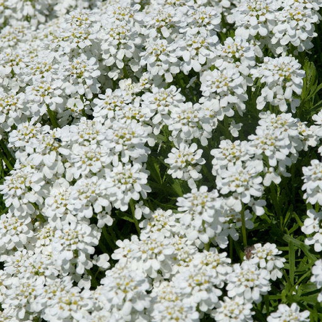 6 x Immergrüne Schleifenblume - Iberis sempervirens 'Schneeflocke' | Topf 9cm x 9cm
