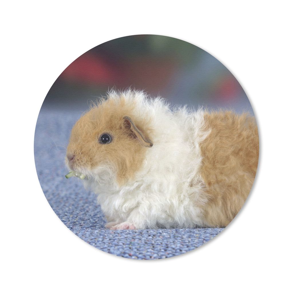 MuchoWow Mauspad Mousepad Texel-Meerschweinchen 20x20 cm - Mousepads - Maus Mat - Pad - Mausunterlage - Schreibtischmatte