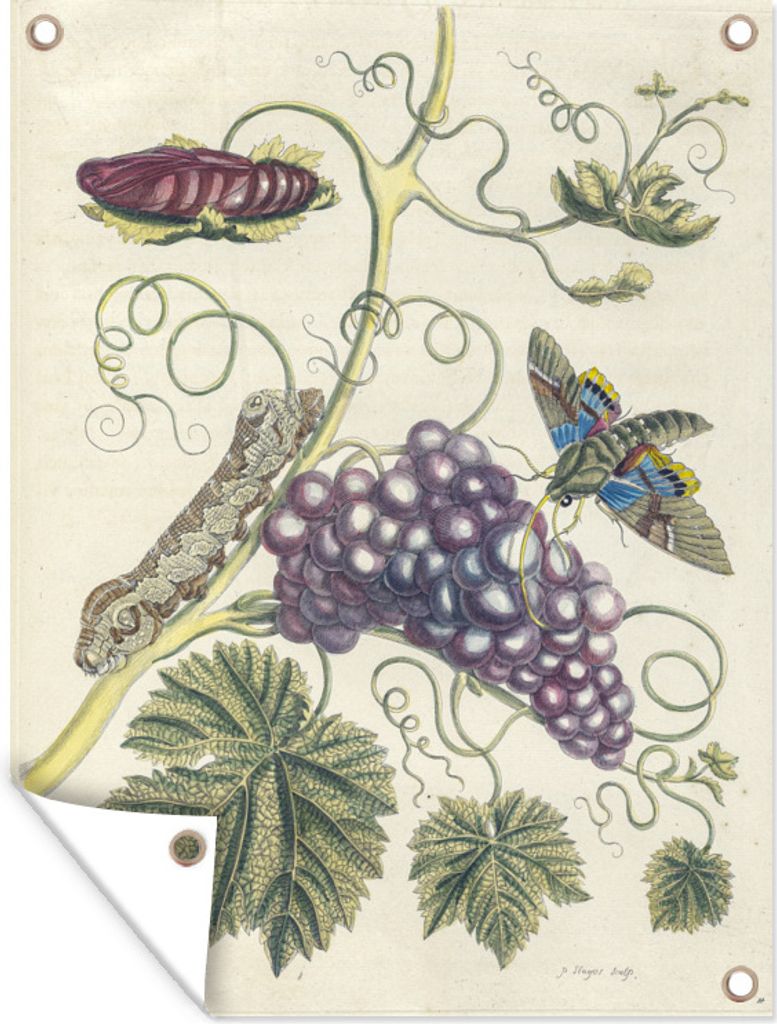 MuchoWow 30x40 cm Outdoor-Poster Gartendeko Sichtschutz Garten Poster für den Garten Botanische Illustration knospender Schmetterling