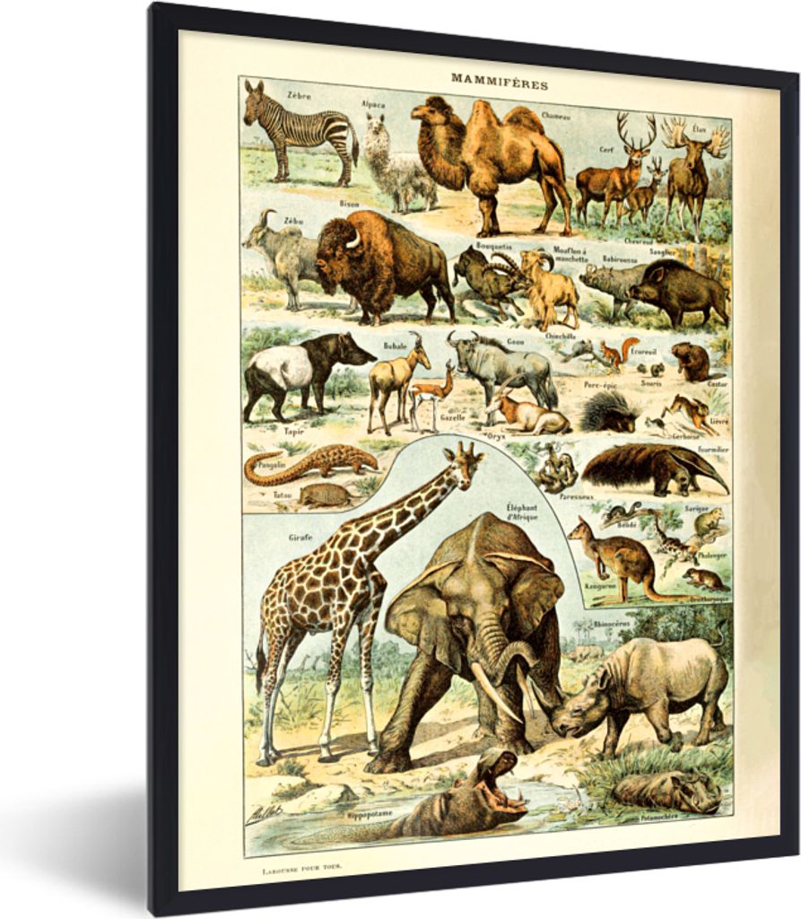 MuchoWow Gerahmtes Poster Tiere - Kamel - Giraffe - Jahrgang - Adolphe Millot 60x80 cm - Poster mit Schwarzem Bilderrahmen Wandposter Rahmen Foto...