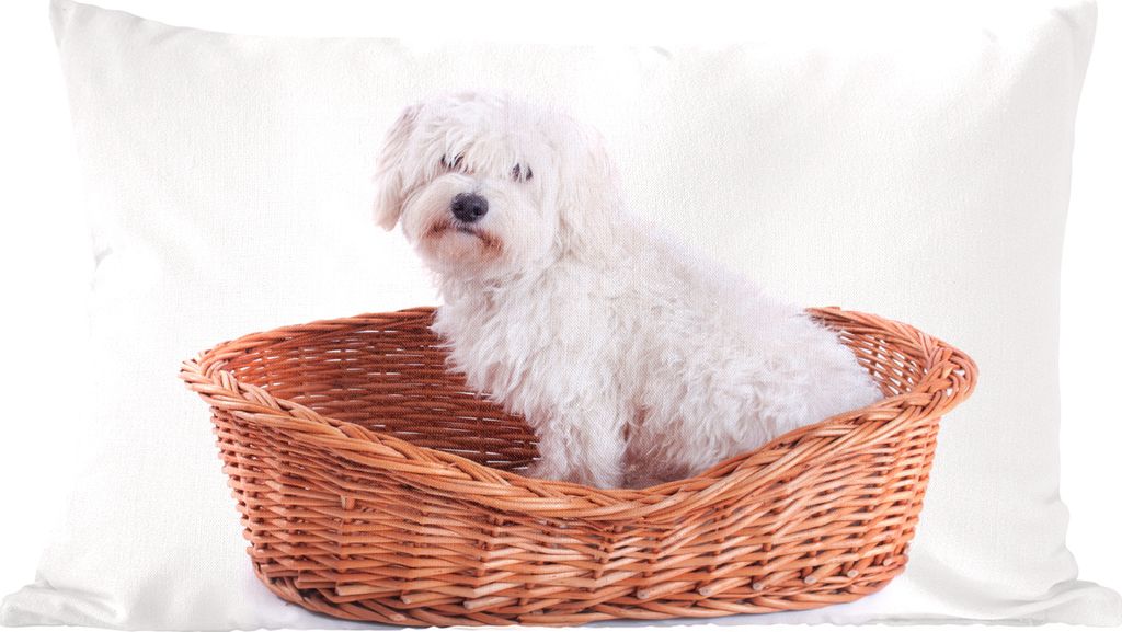 MuchoWow Zierkissen Sofakissen Wohnzimmer Dekokissen 50x30 cm Malteser Hund im Korb sitzend - Wohnzimmerdekoration - Polster mit Photo