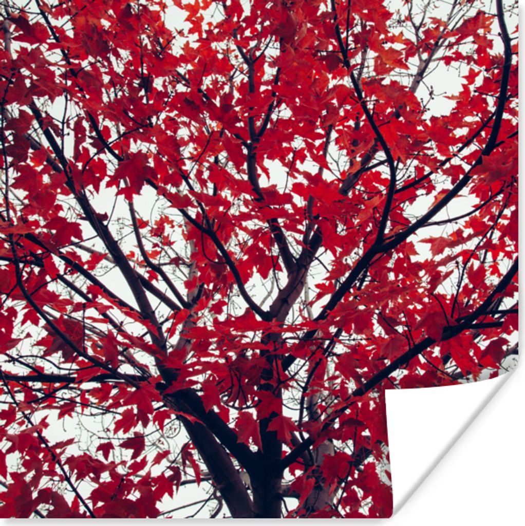 MuchoWow Poster Ahorn - Blätter - Herbst - Natur 50x50 cm - Wohnzimmerdekoration