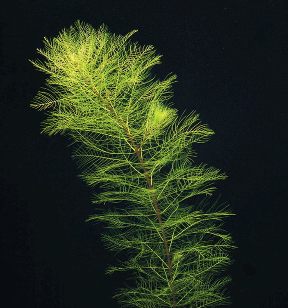 Grünes Tausendblatt / Myriophyllum scabratum Kaufland.de