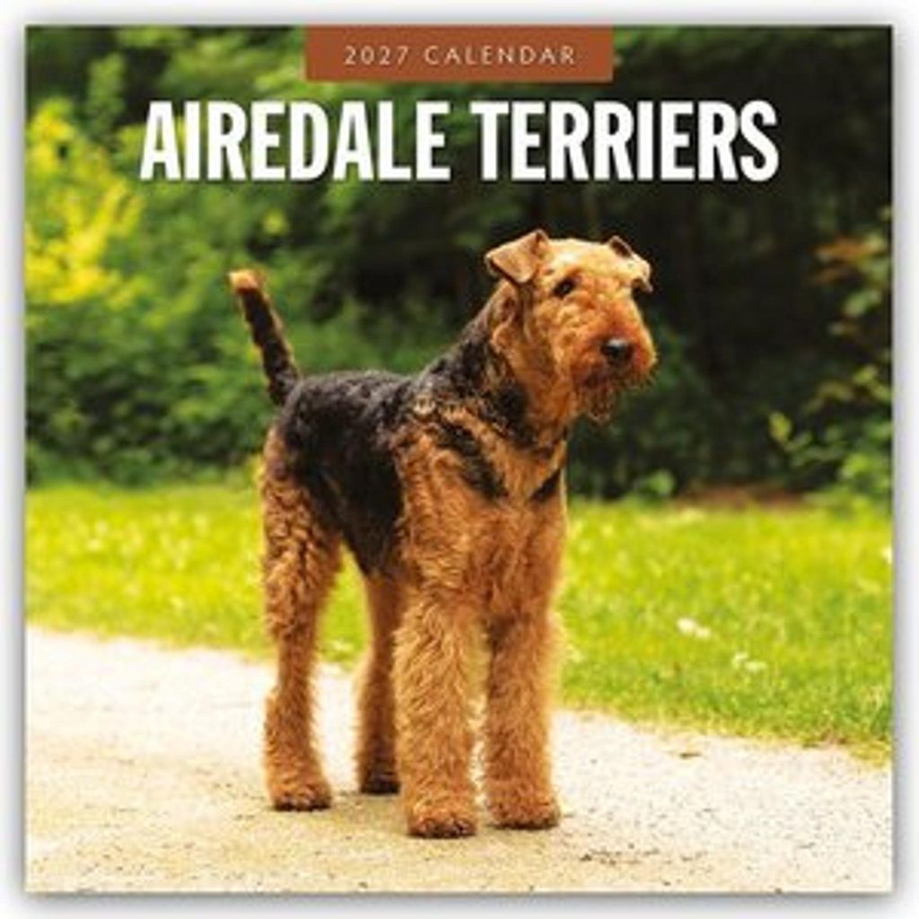 Airdale Terriers - Airdale Terrier 2027 - 16-Monatskalender Produktbild 