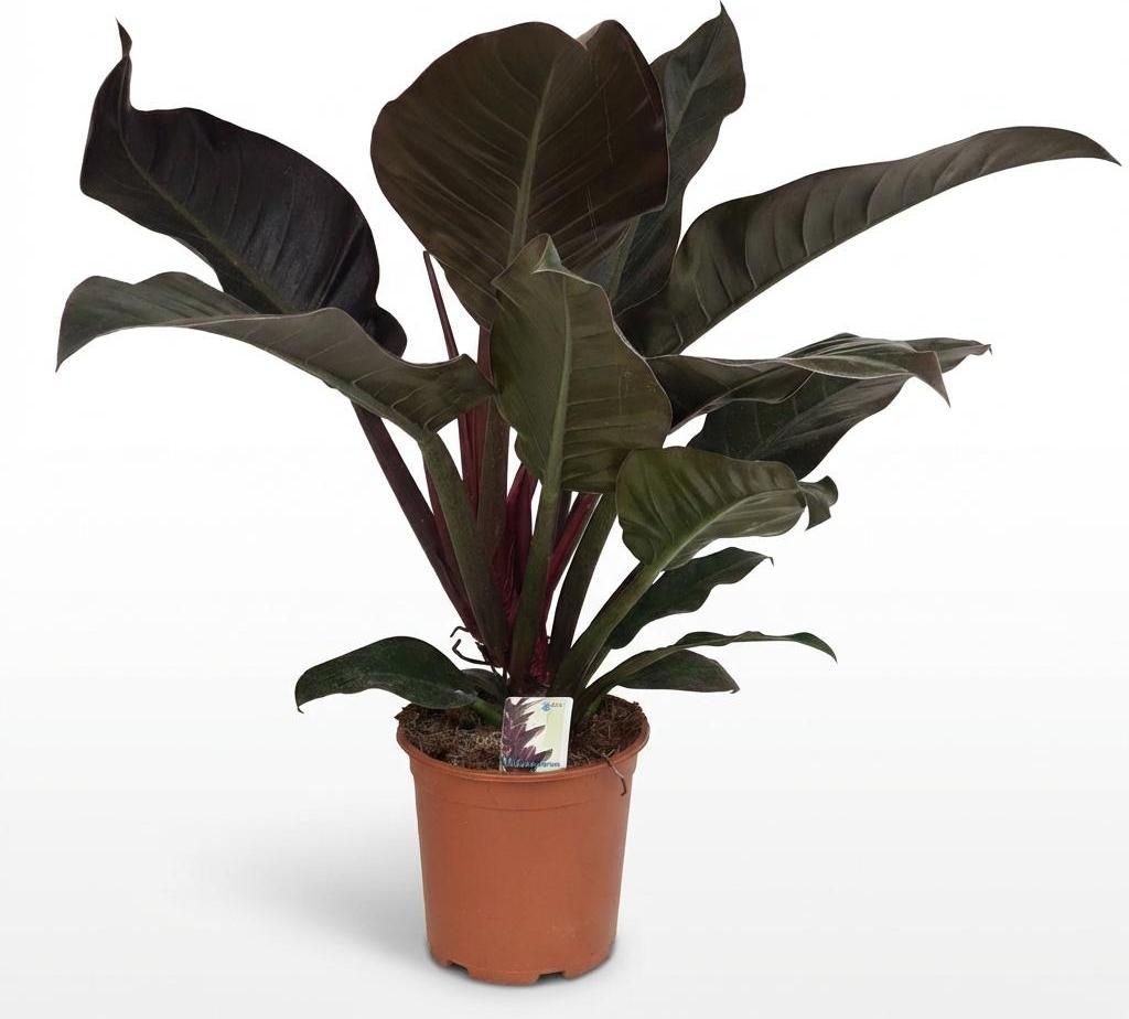 Green boutiQ - Zimmerpflanze - Philodendron - Philodendron Imperial Red - Rot - Pflegeleicht - 1 Pflanze - Topf 19cm - Höhe 60cm