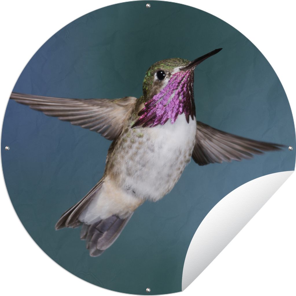 MuchoWow Gartenposter Outdoor-Poster Rund Kolibri - Blume - Blau Ø 90 cm Gartendeko Rundes Poster draußen