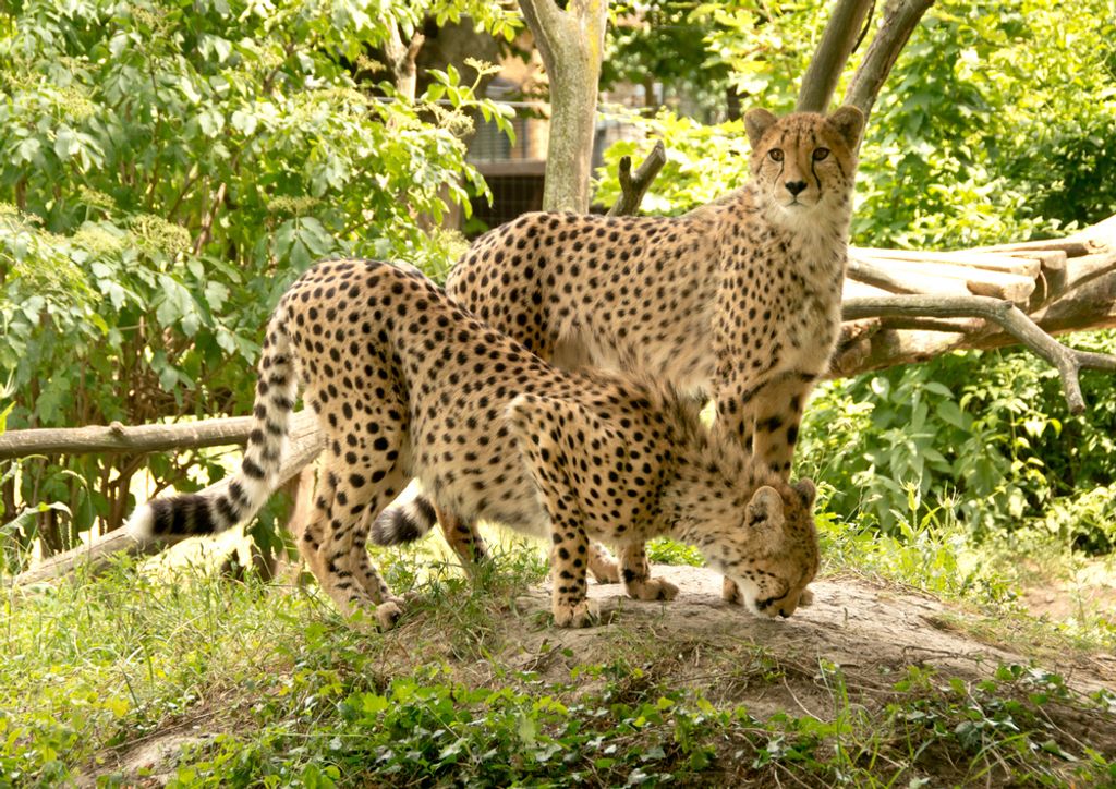 hansepuzzle 75427 - Leoparden Puzzle, 260 Teile, Tierwelt, 41,0 x 28,0cm mit hochwertiger Aufbewahrung, Kartonbox und wiederverschließbarem Beutel