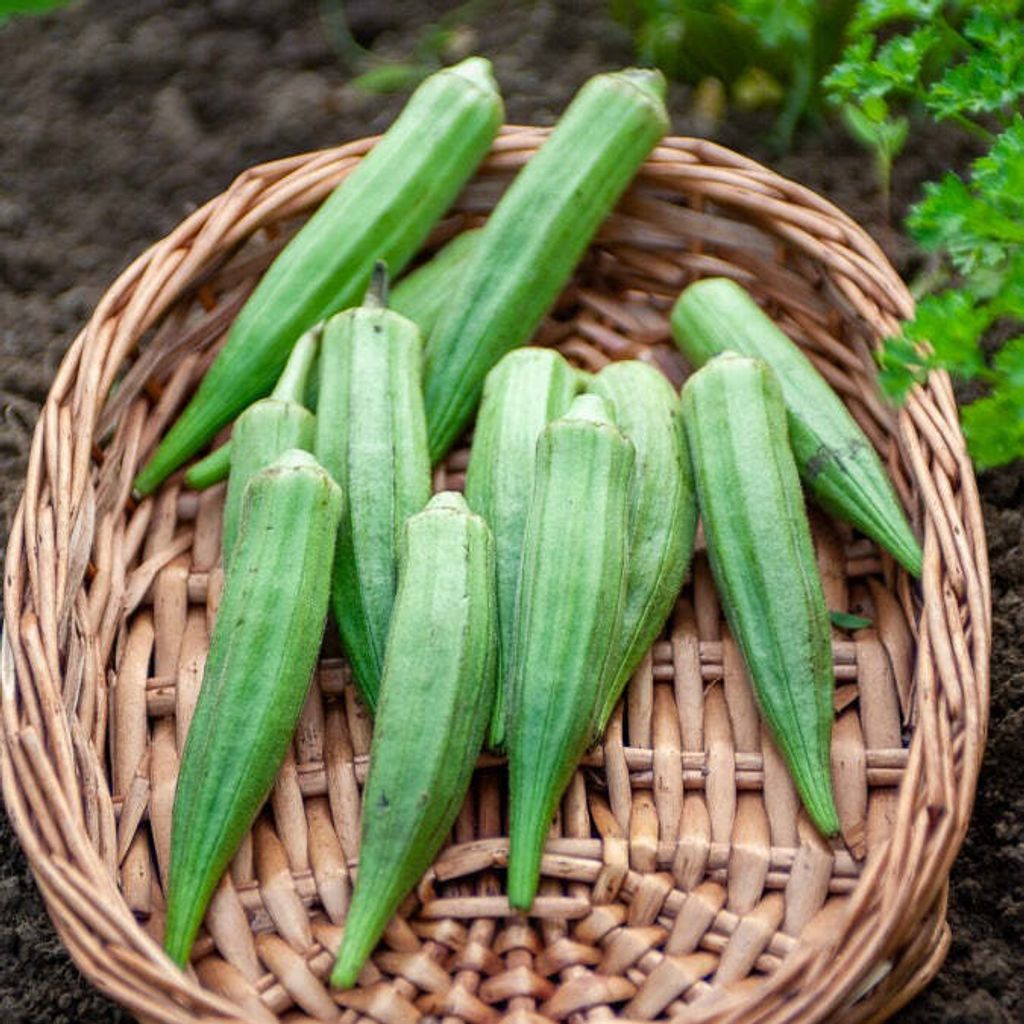 Okra Samen Gegen Knieschmerzen