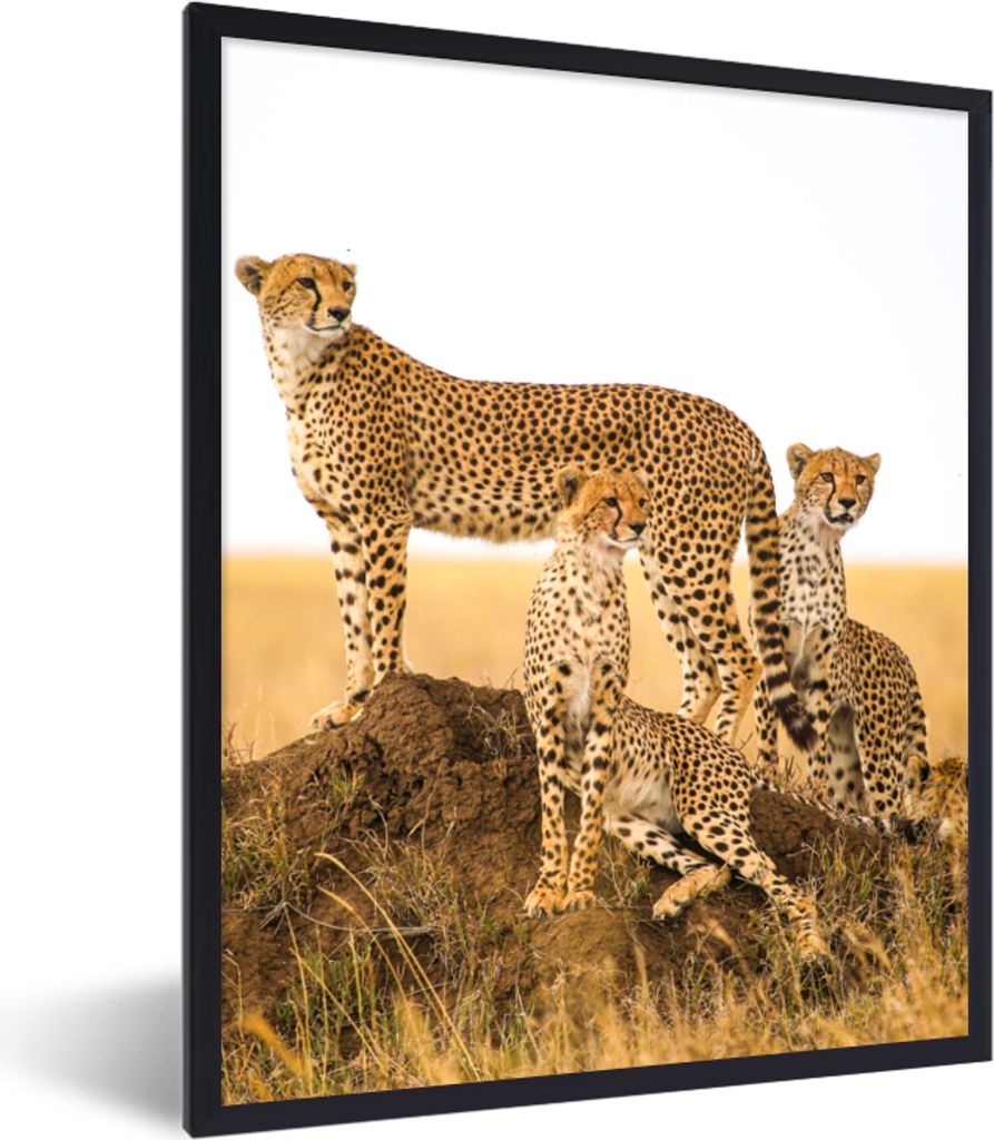 MuchoWow Gerahmtes Poster Gepard - Gras - Natur - Savanne 30x40 cm - Poster mit Schwarzem Bilderrahmen Wandposter Rahmen Foto Bilder - Wanddeko -...
