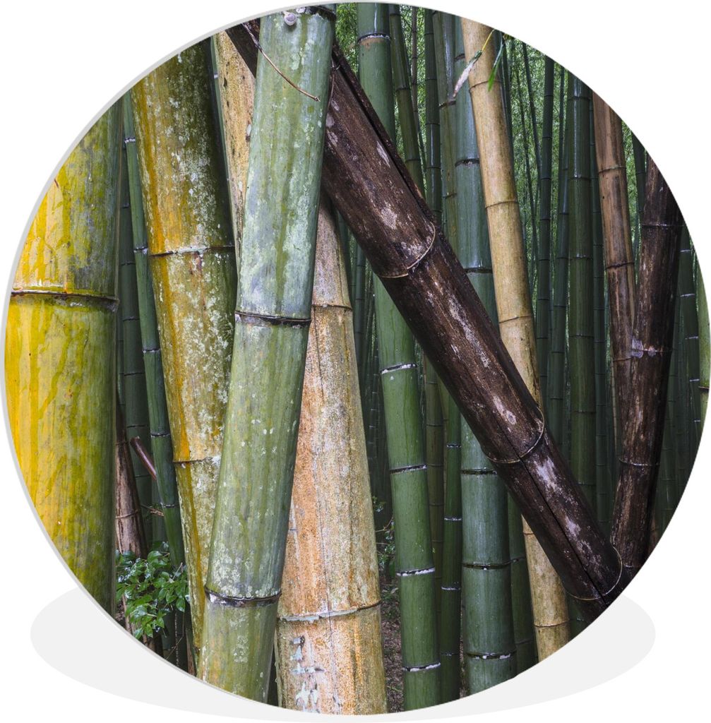 MuchoWow Rundes Wandbild - Runde Bilder Viele Bambusarten im Arashiyama-Bambuswald in Japan Ø 60 cm Kreis Wanddekoration Kunststoff - Wandkreis ...