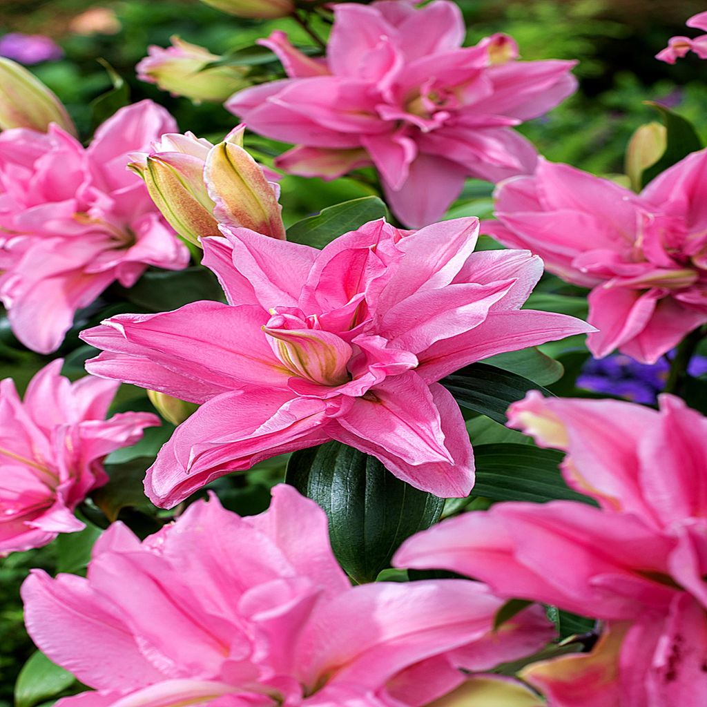 Lilia Roselily Shamira 1 pz. Lilie bulbi di giglio bulbi Immagine del prodotto 