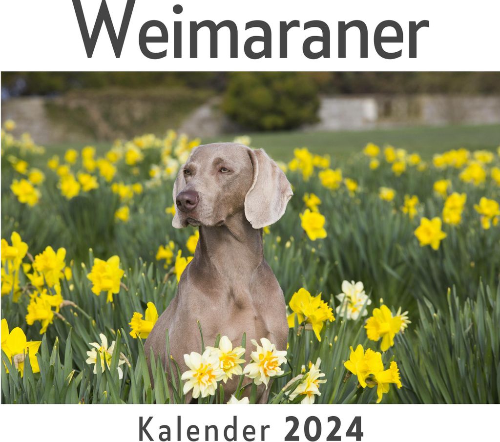 Weimaraner (Wandkalender 2024, Kalender DIN A4 quer, Monatskalender im Querformat mit Kalendarium, Das perfekte Geschenk)