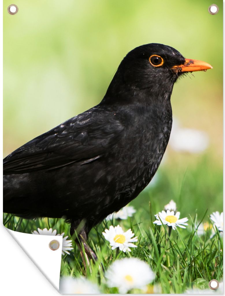 MuchoWow 90x120 cm Outdoor-Poster Gartendeko Sichtschutz Garten Poster für den Garten Vogel - Amsel - Blumen