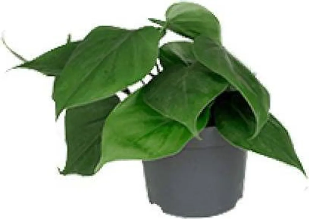 Philodendron scandens Ø 12 cm : Plante grimpante facile d'entretien