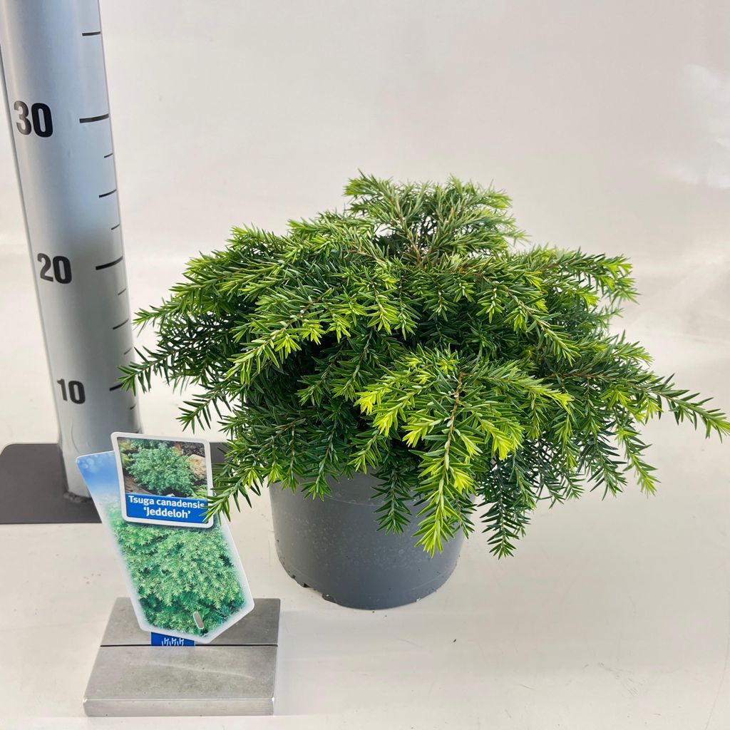 Tsuga can. ‘Jeddeloh’ - Kanadische Hemlocktanne | 25-30 cm im topf