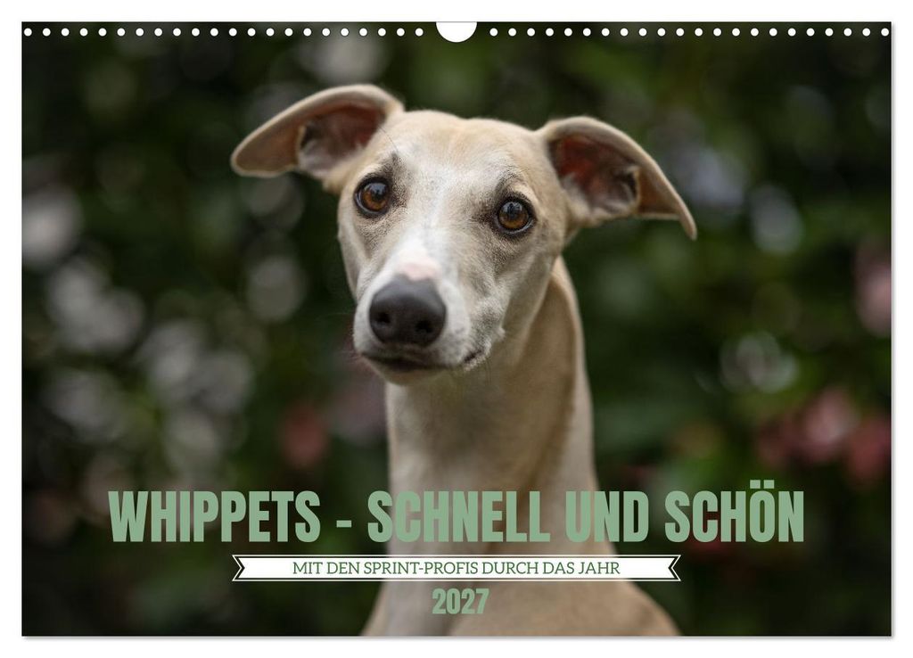 WHIPPETS - SCHNELL UND SCHÖN (Wandkalender 2027 DIN A3 quer), CALVENDO Monatskalender