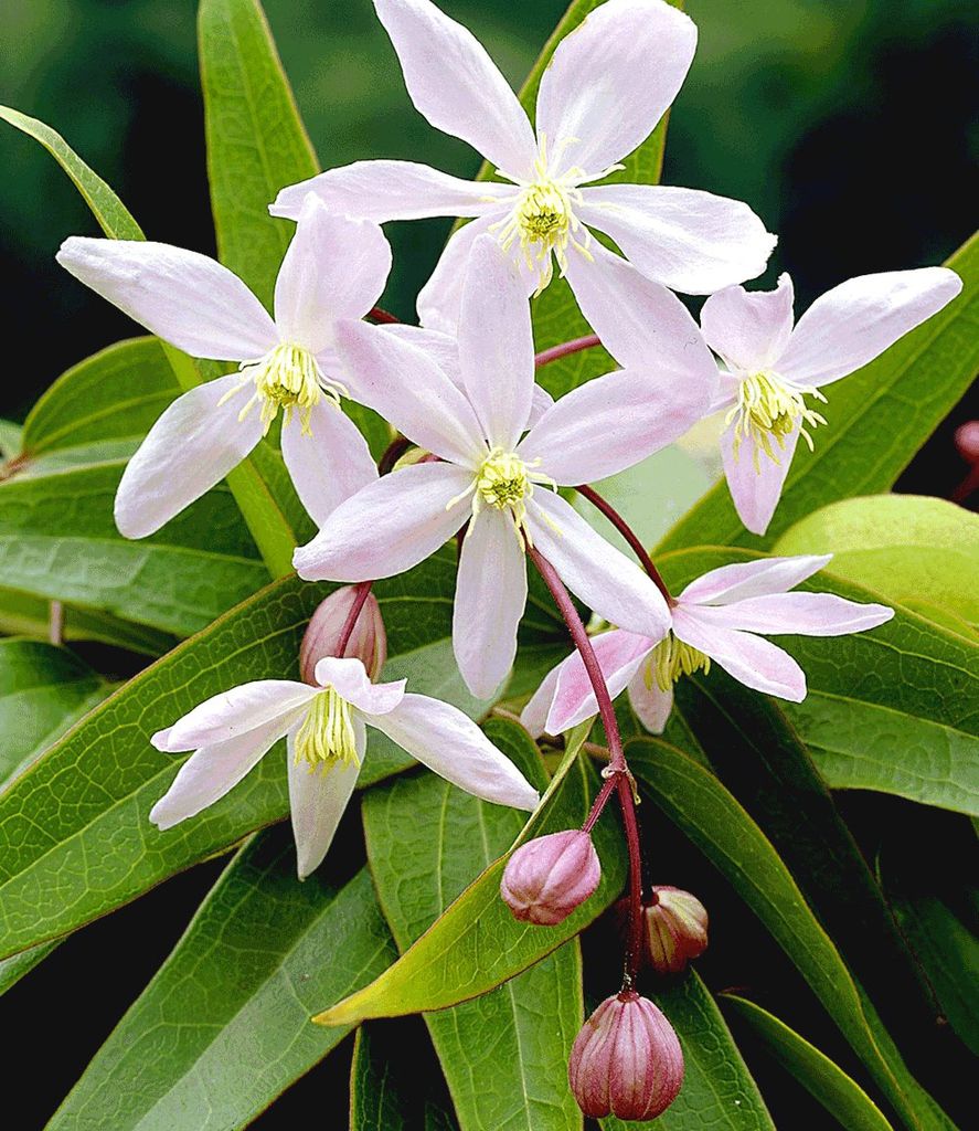 BALDUR Garten 1x Duft-Clematis 'Armandii' Waldrebe Produktbild 