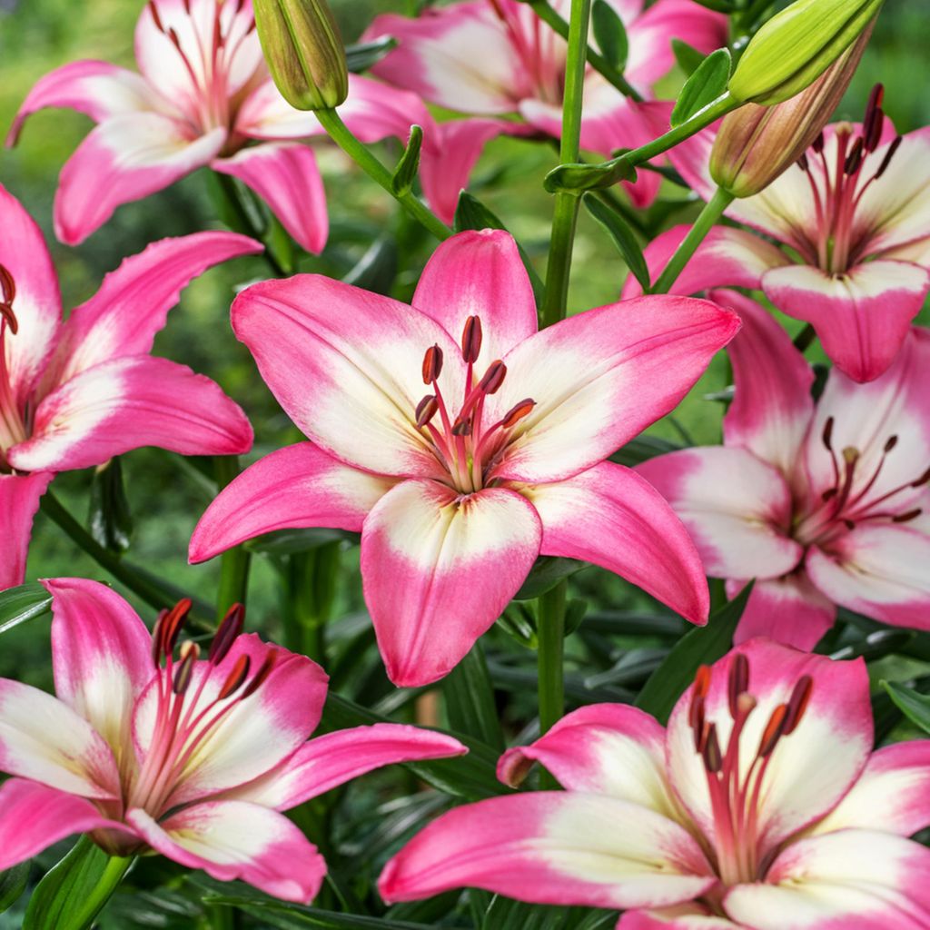 Lilie Zwiebeln Blumen niedrige Asiatische Lilie Perfect Joy 1 St.