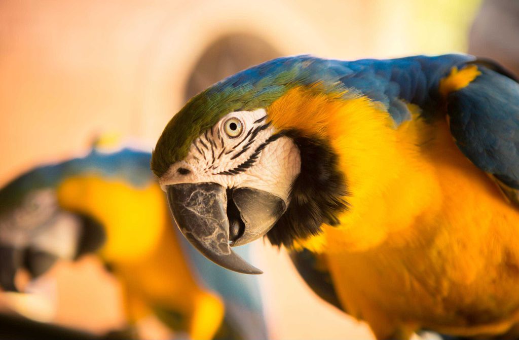 hansepuzzle 21219 - Papagei Puzzle, 500 Teile, Tierwelt, 46,0 x 30,0cm mit hochwertiger Aufbewahrung, Kartonbox und wiederverschließbarem Beutel