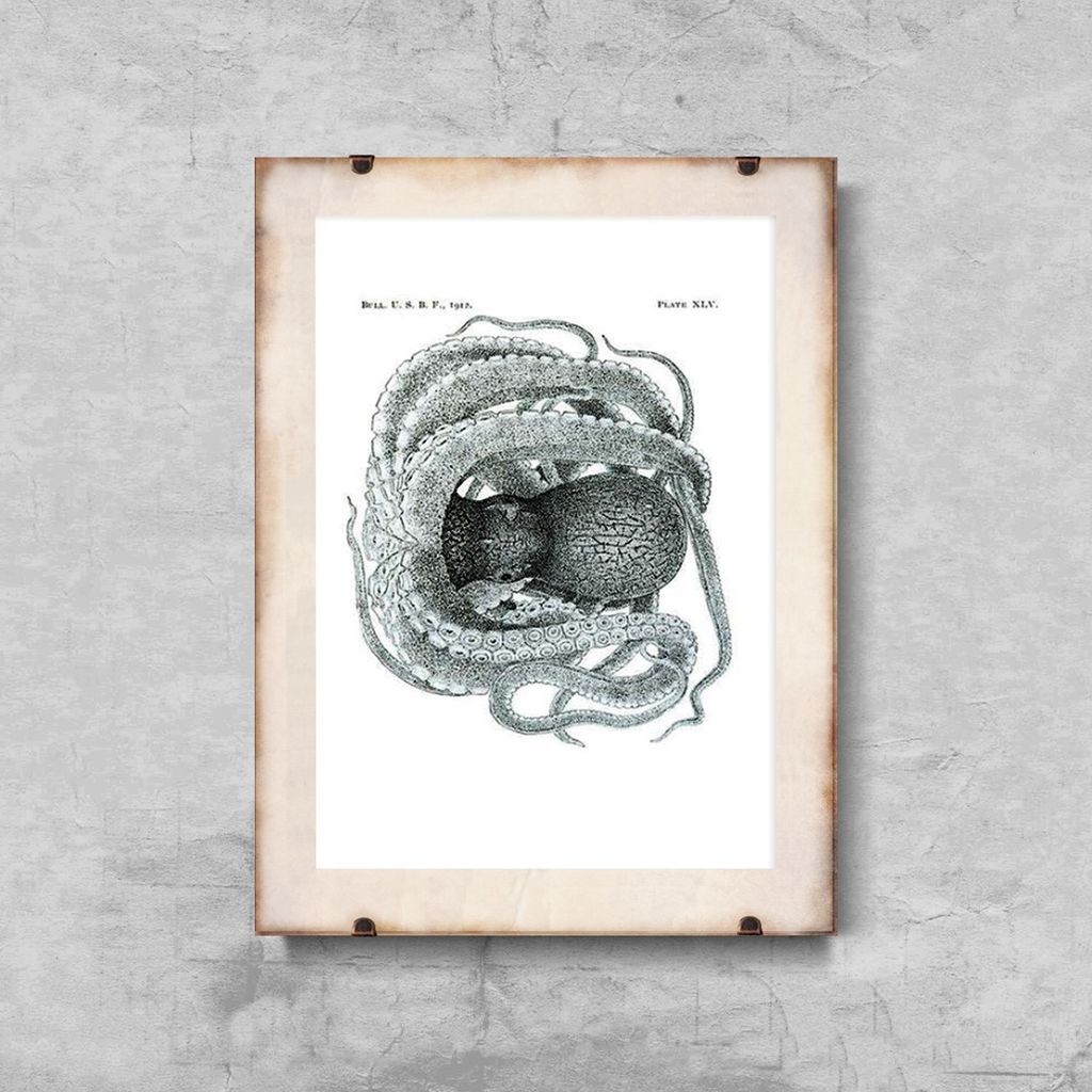 Poster - Canvas - Leinwand - 21 cm x 29,7 cm - Fotoposter - Leinwandkunst - Platte Octopus