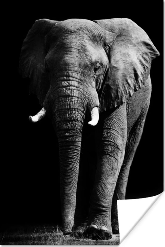 MuchoWow Poster Elefant - Schwarz - Weiß - Wilde Tiere 60x90 cm - Wanddekoration