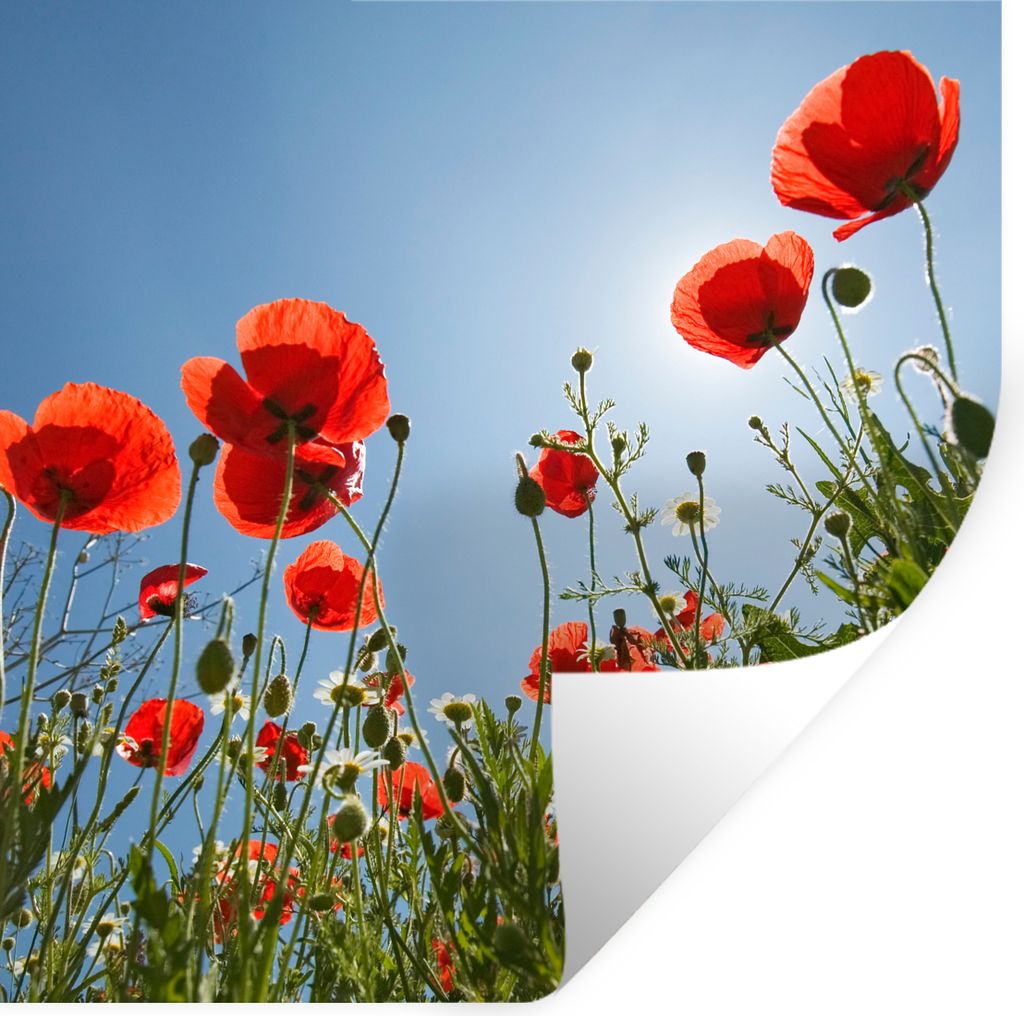 MuchoWow Wandtattoo Wandsticker Wandaufkleber Strahlende Sonne über einigen Mohnblumen in Spanien 30x30 cm Selbstklebend und Repositionierbar - ...