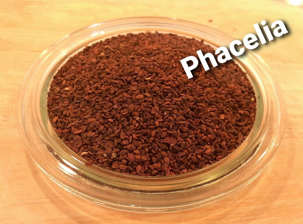 LanDixx Phacelia 2 kg Bienenweide Gründüngung Imkerpflanze Bienenfreund blau Saatgut