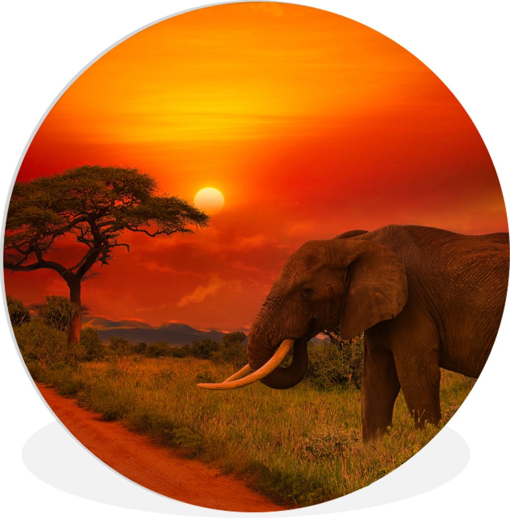 MuchoWow Rundes Wandbild - Runde Bilder Elefant - Sonnenuntergang - Orange - Savanne - Tiere Ø 30 cm Kreis Wanddekoration Kunststoff - Wandkreis...