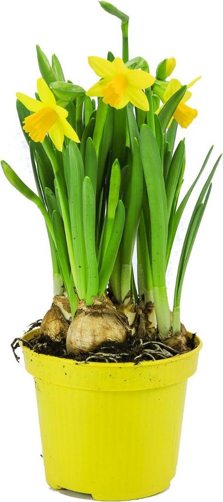 Enseleits Narzissen Pflanze im Topf Tête-à-Tête Osterglocke
