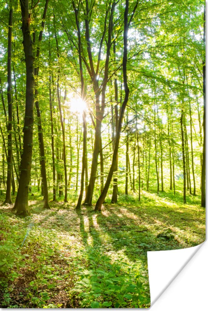 MuchoWow Poster Natur - Bäume - Wald - Grün - Sonnenlicht 120x180 cm - Kunstposter