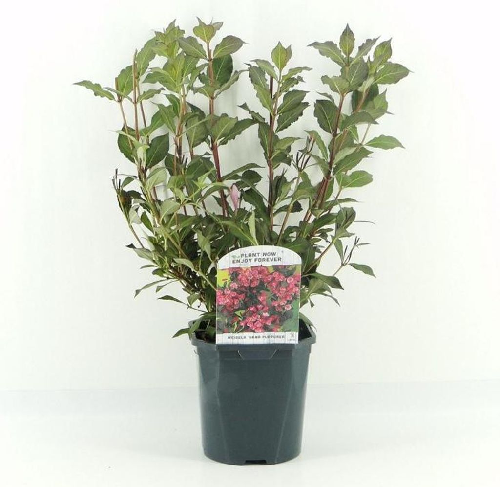 Weigelie Purpurea – Zierstrauch 40–60 cm, rosa Blüten & Produktbild 