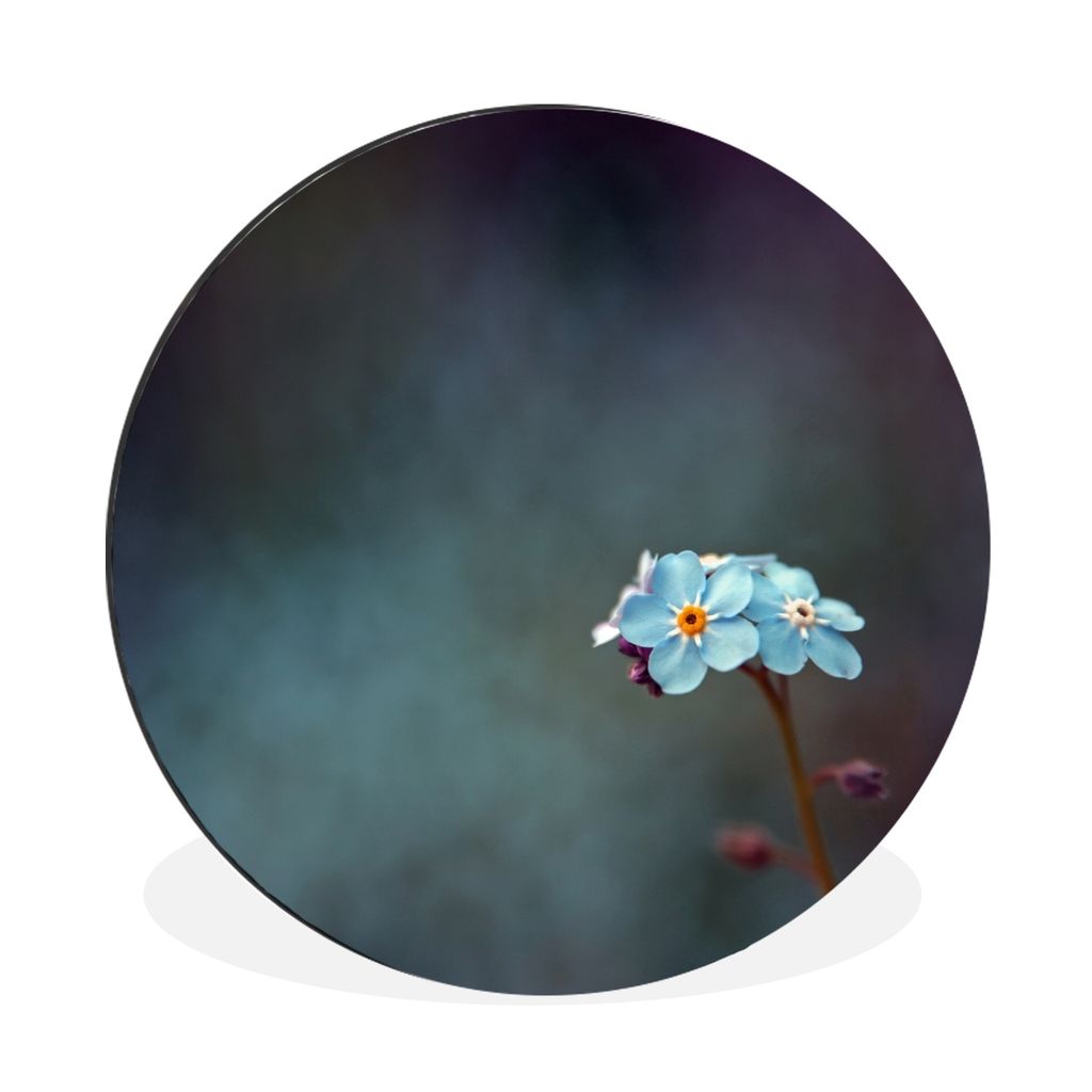MuchoWow Aluminium Wandkreis Kleines Vergissmeinnicht Ø 90 cm Wanddeko Modern Wohnzimmer - Mauerkreis - Wandbilder - Runde Bild - Bild aus Alumi...
