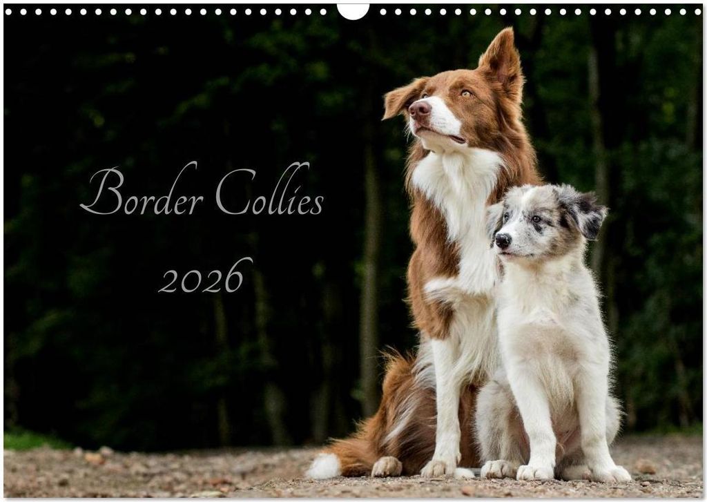 Border Collies 2026 (Wandkalender 2026 DIN A3 quer), CALVENDO Monatskalender