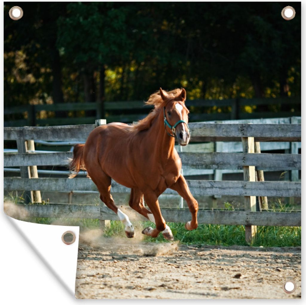 MuchoWow 50x50 cm Outdoor-Poster Gartendeko Sichtschutz Garten Poster für den Garten Pferd - Licht - Sand