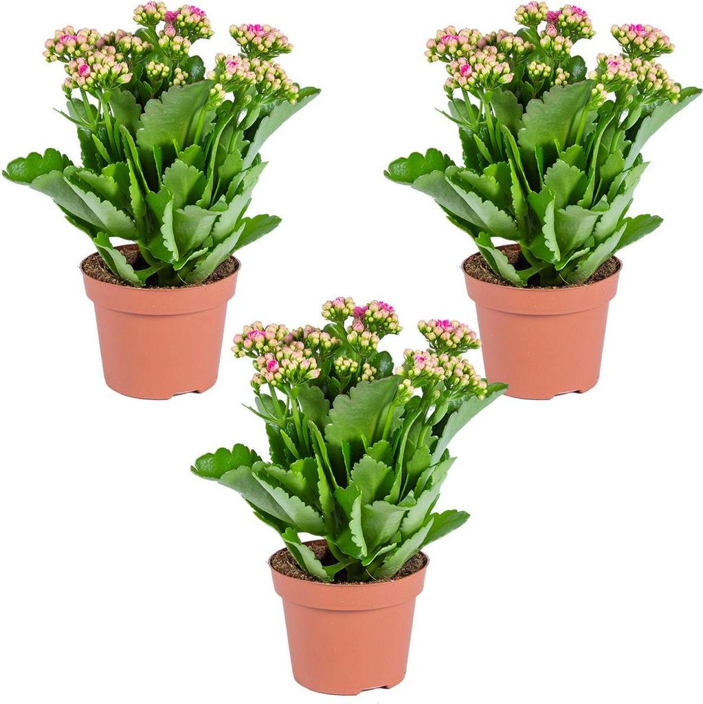 Bloomique - Lot de 3 - Kalanchoé - Fleurs roses - Plante Image du produit 