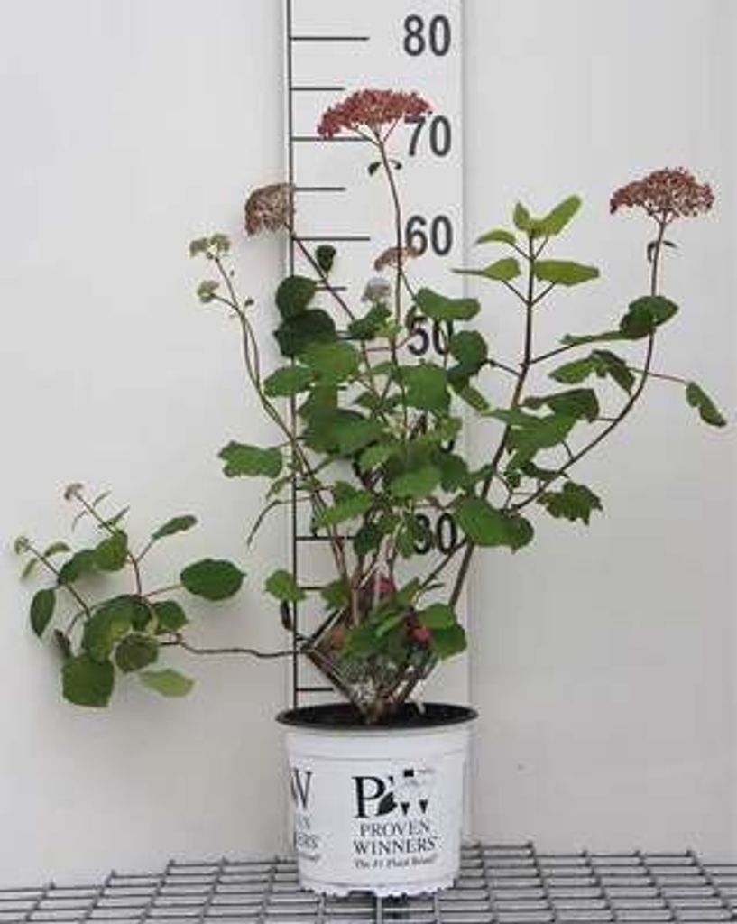 Hydrangea arb. 'Pink Annabelle' ( invincibelle2) - Ballhortensie Pink Annabelle C3 cm Container