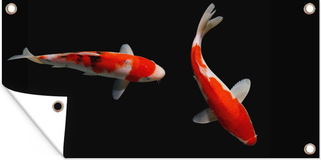 MuchoWow 60x30 cm Outdoor-Poster Gartendeko Sichtschutz Garten Poster für den Garten Zwei bunte Koi-Karpfen auf schwarzem Hintergrund