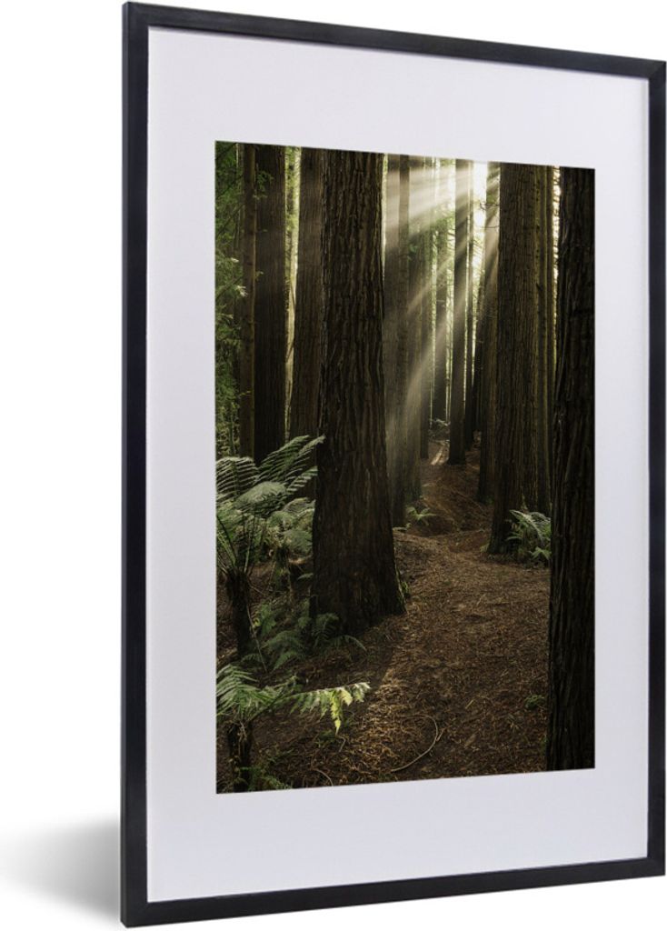 MuchoWow Gerahmtes Poster Sonnenstrahlen zwischen den Redwood-Bäumen 40x60 cm - Poster mit Schwarzem Bilderrahmen Wandposter Rahmen Foto Bilder ...