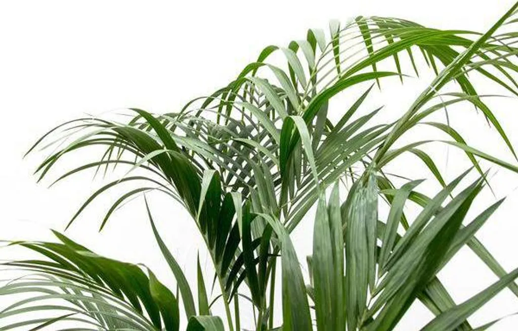Palmier Kentia Purificateur d'air 180 cm - Plante résistante et robuste