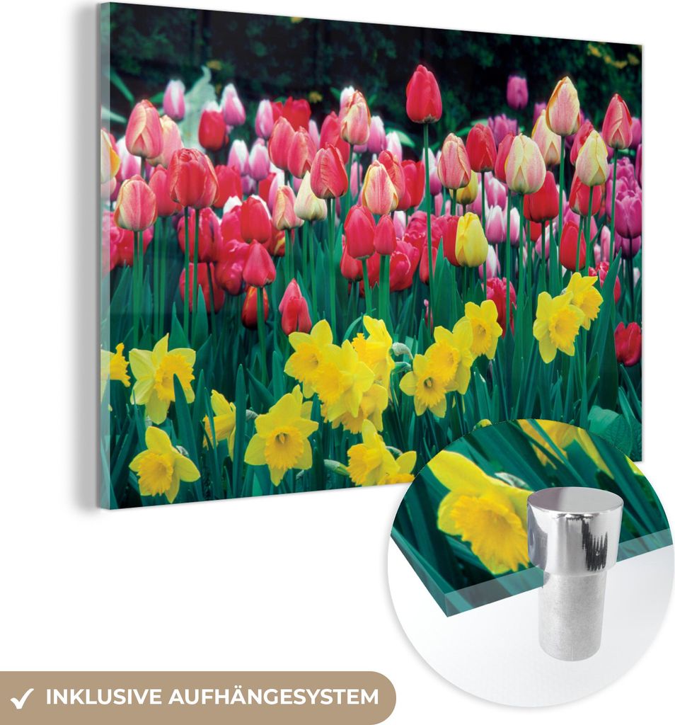 MuchoWow Glasbilder - Bilder auf Wandbild - Foto auf Glas Frühling - Tulpen - Narzissen 30x20 cm Wanddekoration aus Glas - Acrylglasbild - Acrylbi...