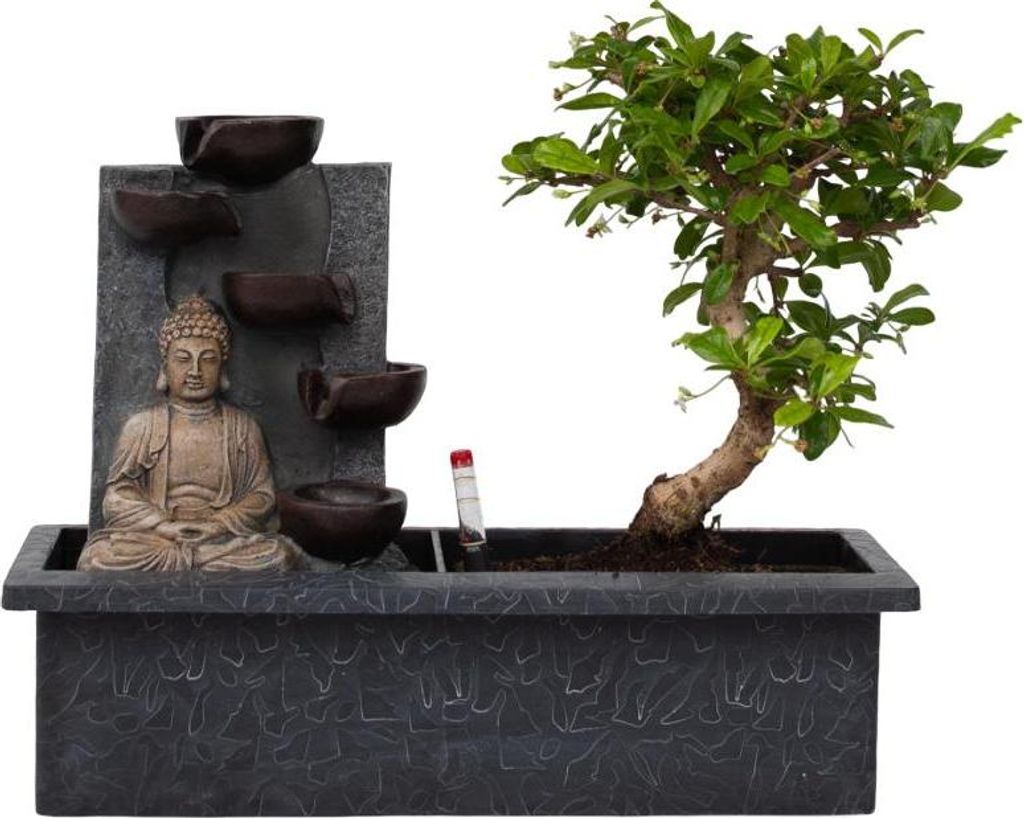 Bonsaibaume - Bonsai - Höhe 25-35cm - ⌀29cm Produktbild 