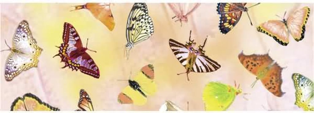 Transparentpapier 115g/qm A4 VE=25 Blatt Schmetterling